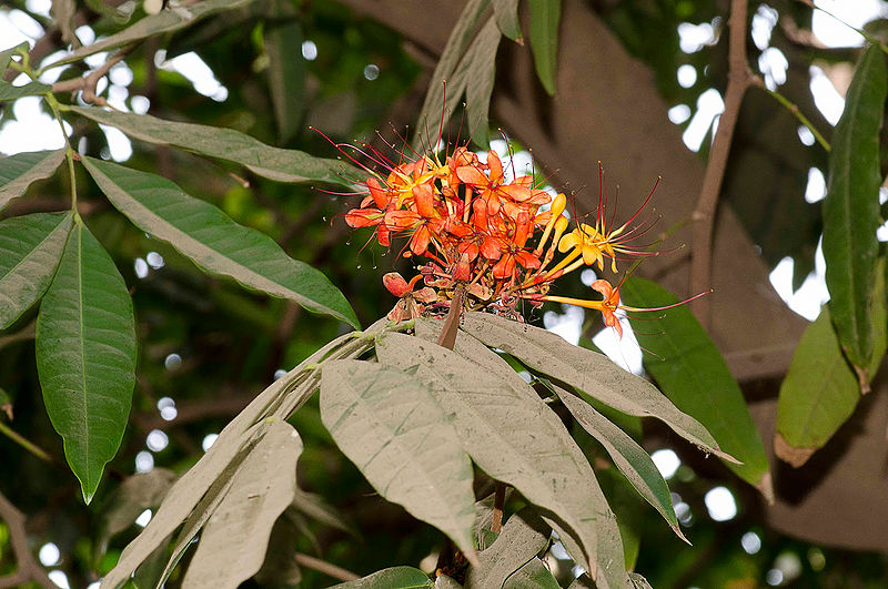 चित्र:Flower-of-Sita-Ashok.jpg