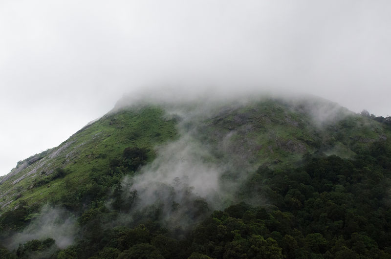 चित्र:Nelliyampathy-10.jpg