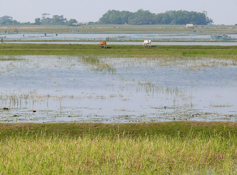 चित्र:Chilika-Lake-6.jpg