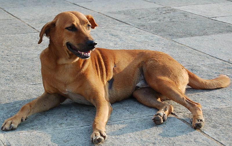 चित्र:Dog.jpg