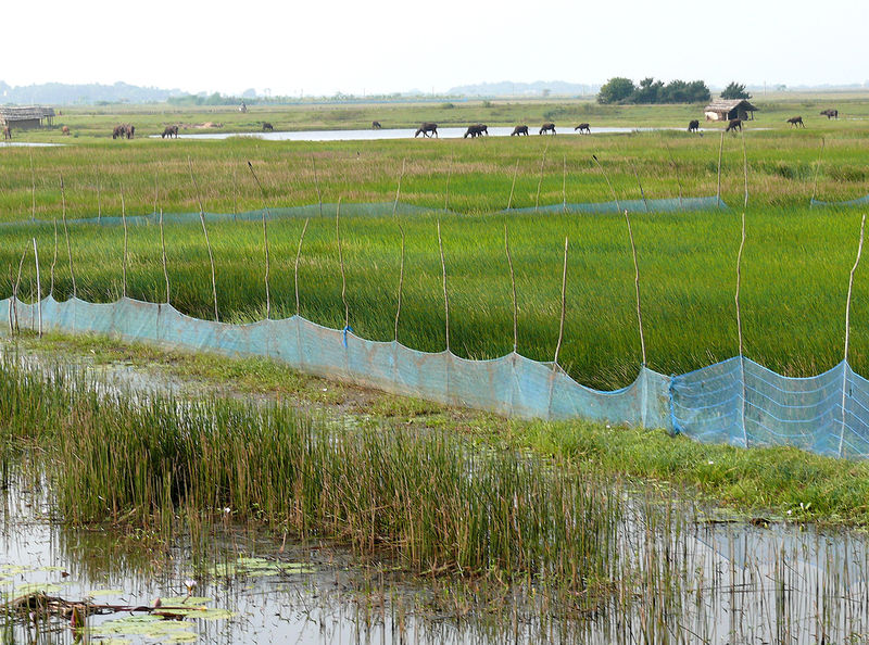 चित्र:Chilika-Lake-9.jpg