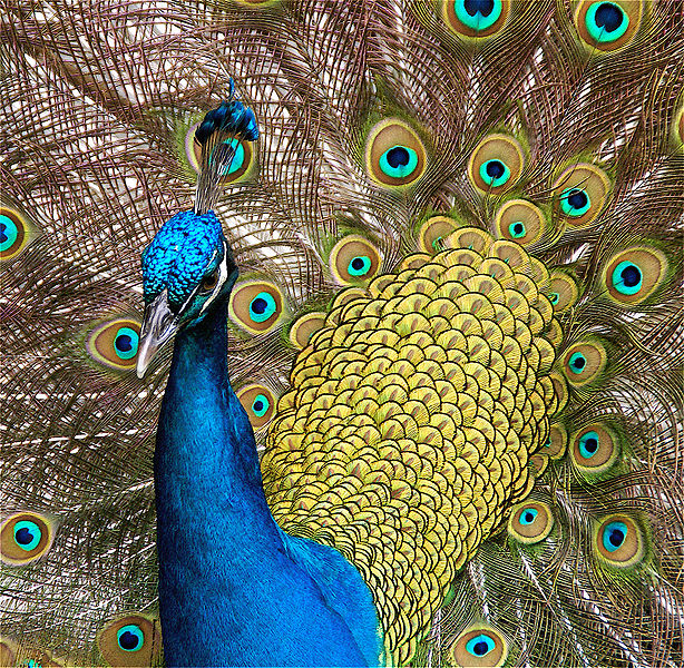 चित्र:Peacock-02.jpg