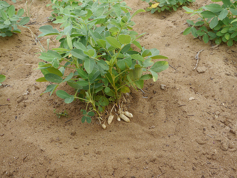 चित्र:Peanut-Plant.jpg