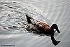 Duck-1.jpg