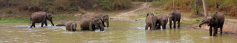 चित्र:Elephants-Panorama.jpg