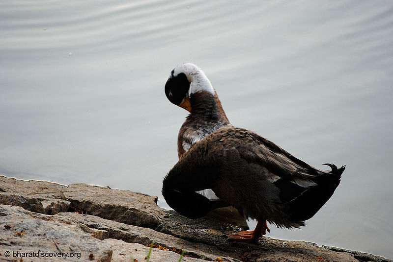 चित्र:Duck.jpg
