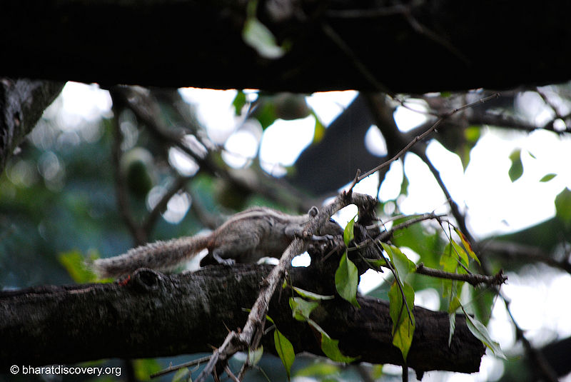 चित्र:Squirrel-1.jpg