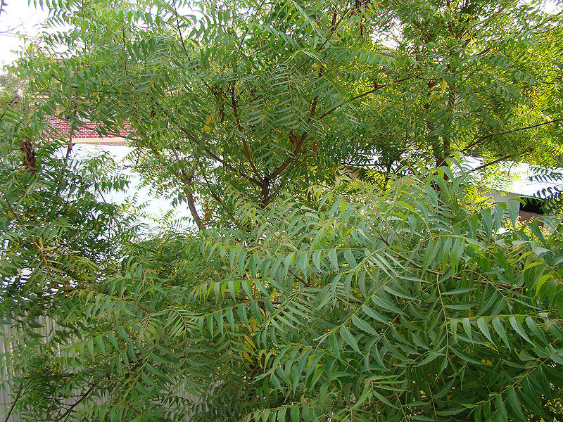 चित्र:Neem-tree.jpg