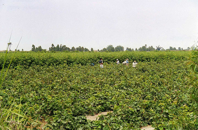 चित्र:Cotton-Field.jpg