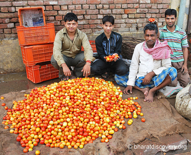 चित्र:Tomato-2.jpg