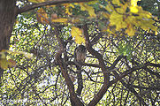 उल्लू, गिर वन राष्ट्रीय उद्यान