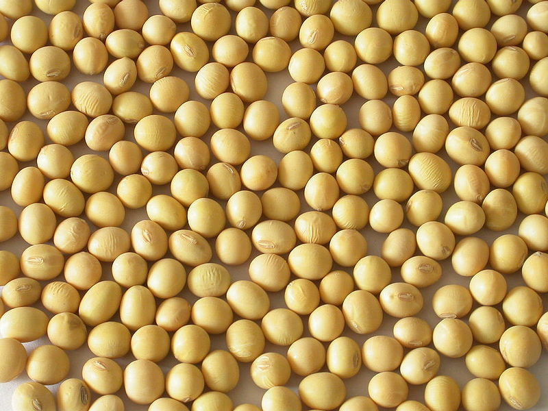 चित्र:Soybean.jpg