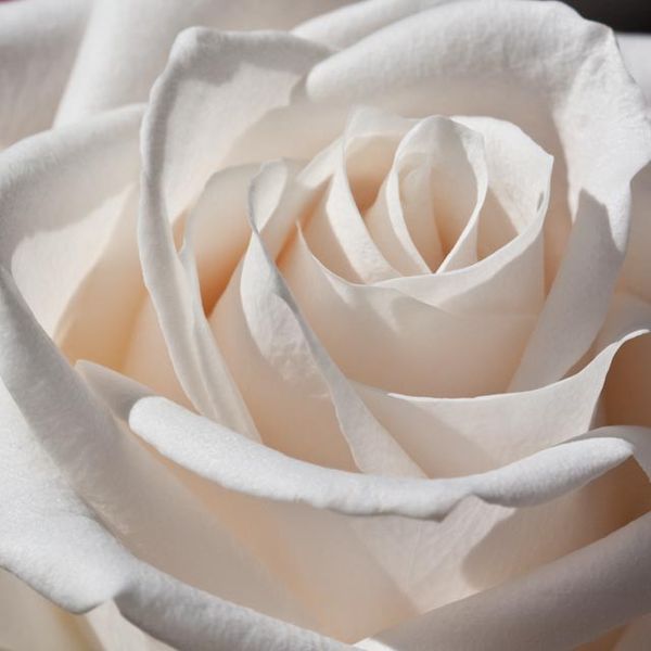 चित्र:White-Rose.jpg