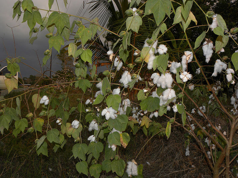 चित्र:Cotton-Plant-1.jpg