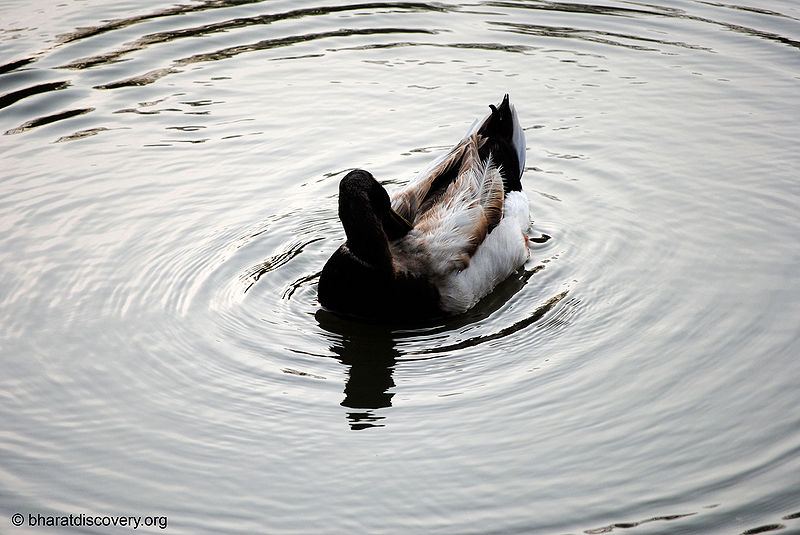 चित्र:Duck-5.jpg