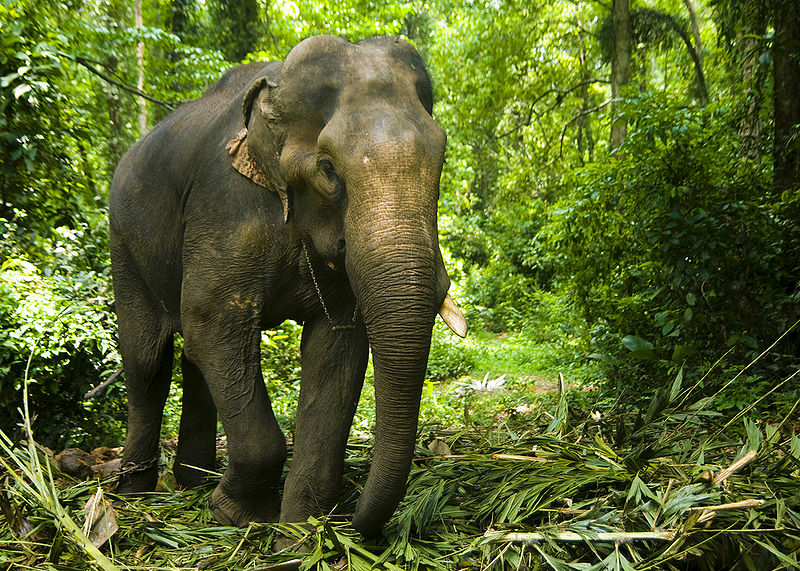 चित्र:Indian-Elephant-1.jpg