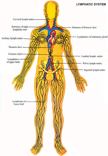 चित्र:Lymphatic-System.jpg