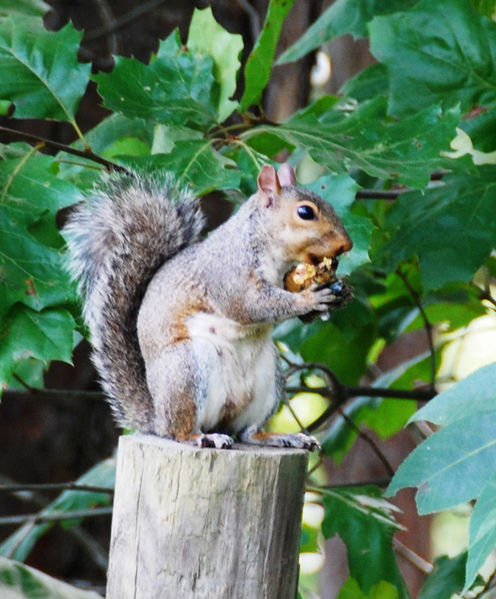 चित्र:Squirrel-01.jpg