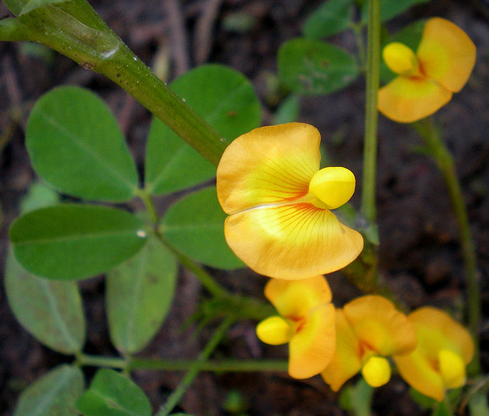 चित्र:Peanut-Flower.jpg