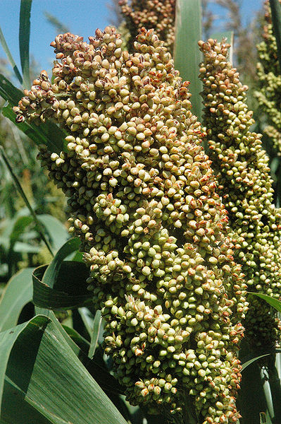 चित्र:Sorghum-1.jpg