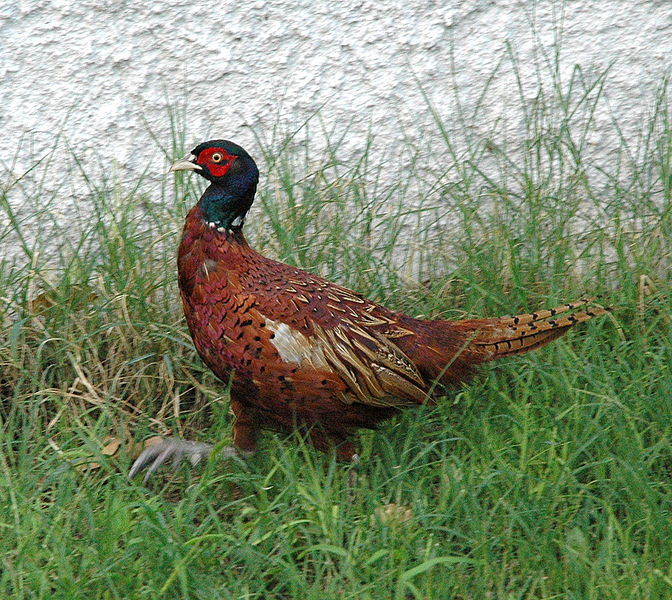 चित्र:Pheasant-2.jpg