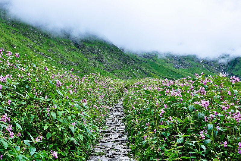 चित्र:Valley-Of-Flowers-National-Park.jpg