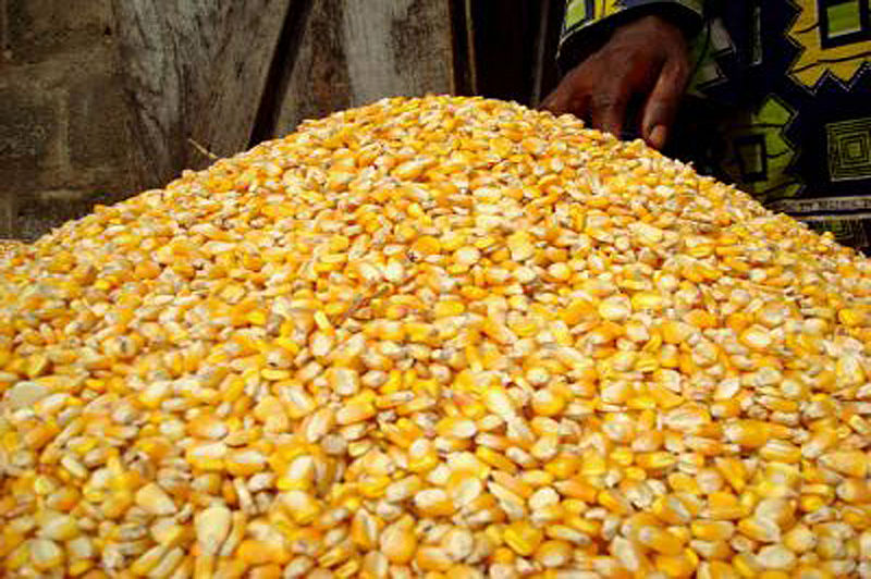 चित्र:Maize-Grains.jpg