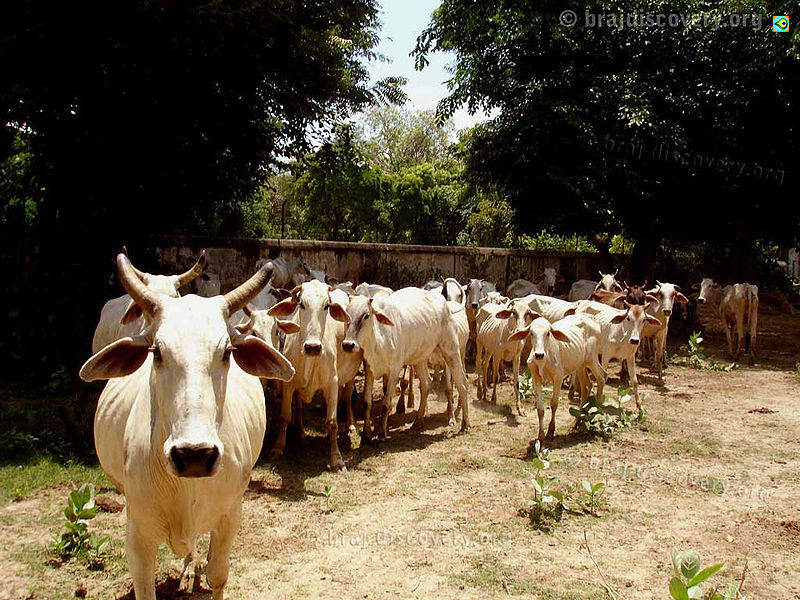 चित्र:Cows-mathura.jpg