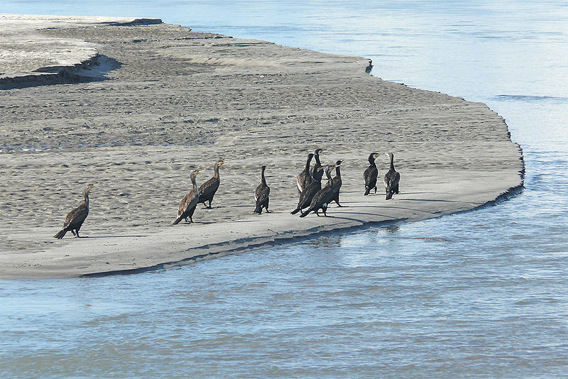 चित्र:Brahmaputra-River-1.jpg