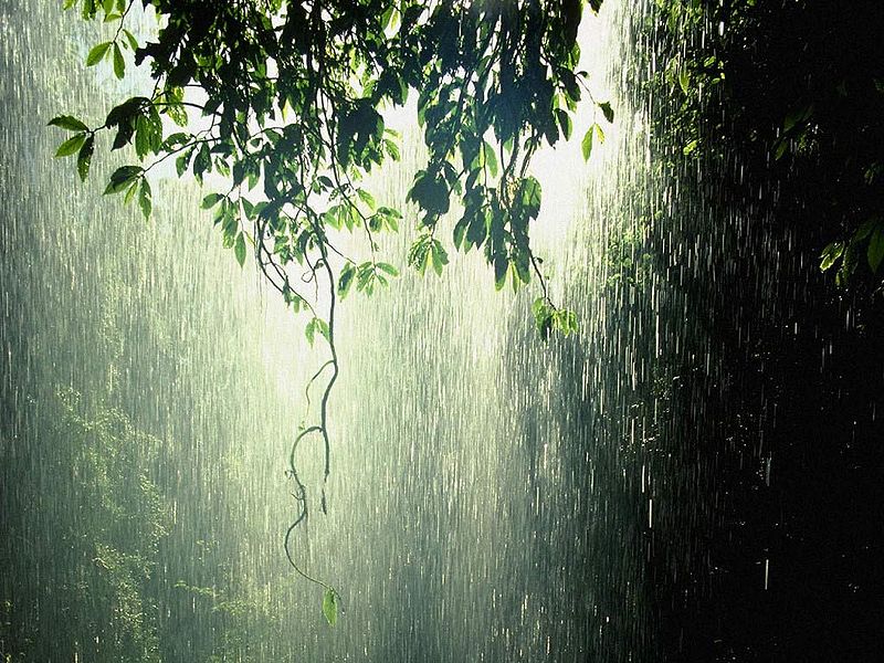 चित्र:Rain-3.jpg