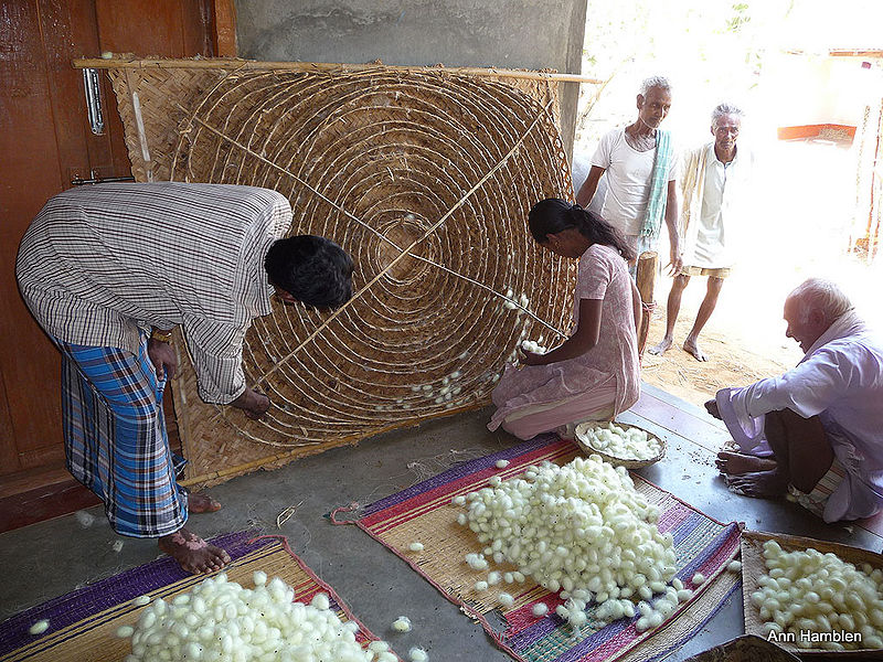 चित्र:Silk-Manufacturing-Process-2.jpg