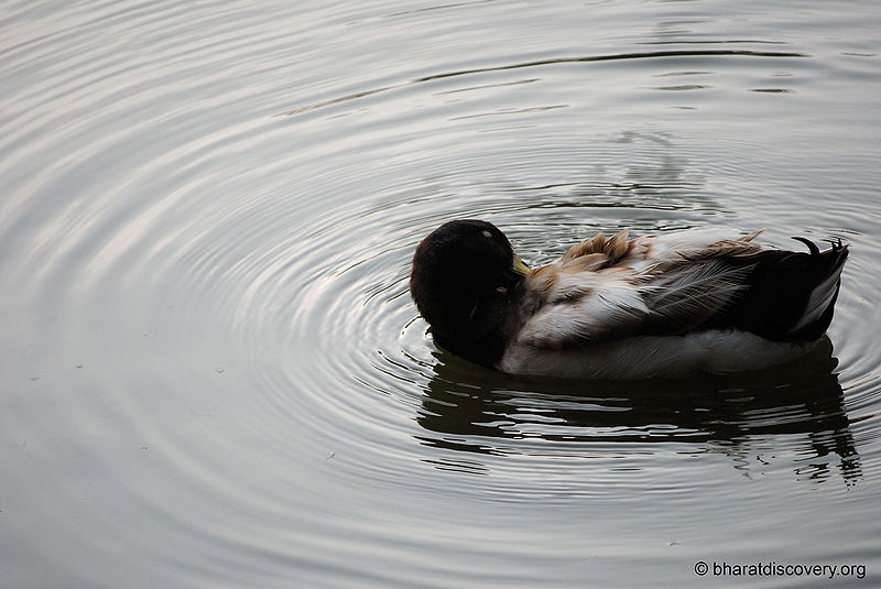 चित्र:Duck-12.jpg