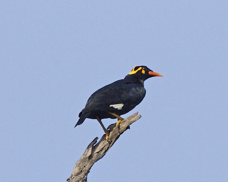 चित्र:Hill-Myna.jpg