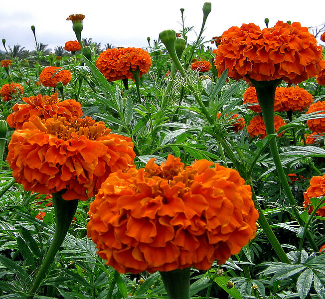 चित्र:Marigold-3.jpg