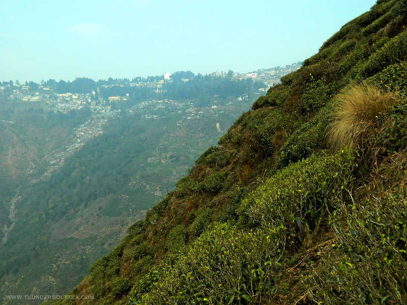 चित्र:Darjeeling-Tea.jpg