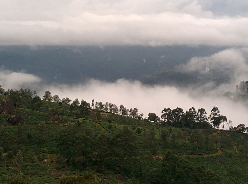 चित्र:Munnar-8.jpg