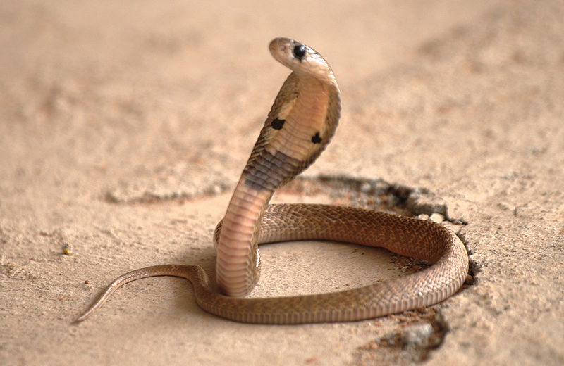 चित्र:Indian-Cobra-2.jpg