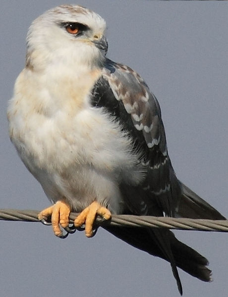 चित्र:Black-Shouldered-Kite.jpg