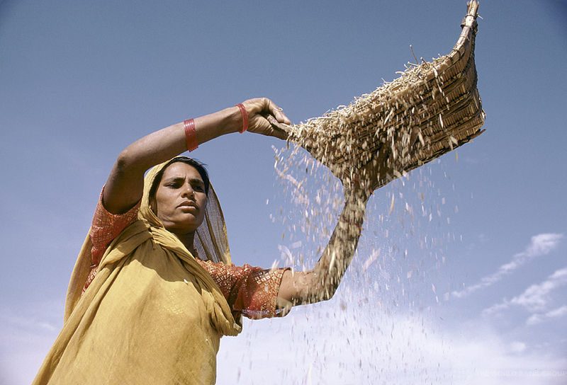 चित्र:Indian-Agriculture-2.jpg