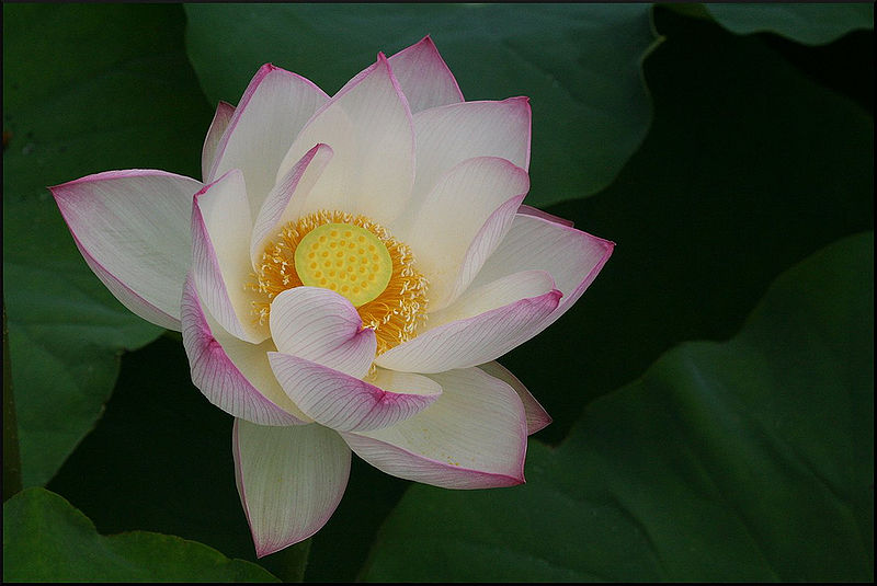 चित्र:Lotus-3.jpg