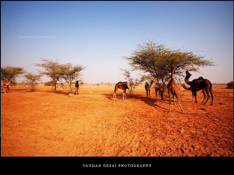चित्र:Desert-National-Park.jpg