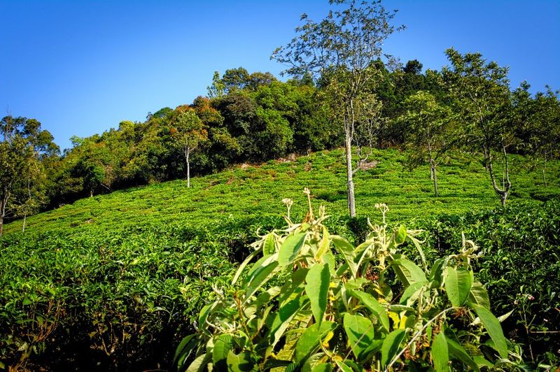 चित्र:Coonoor-2.jpg