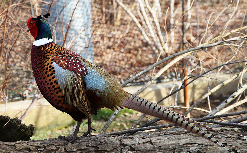 चित्र:Pheasant-1.jpg