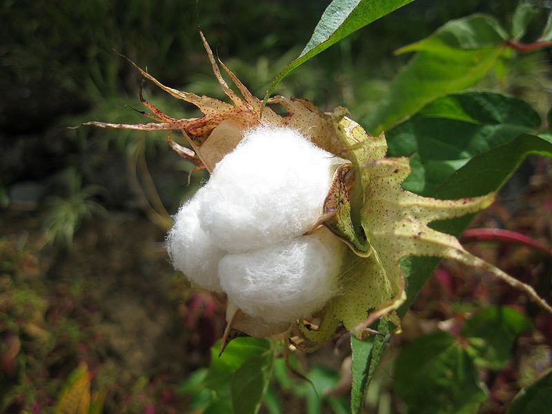चित्र:Cotton-3.jpg