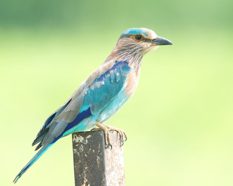 चित्र:Indian-Jay.jpg