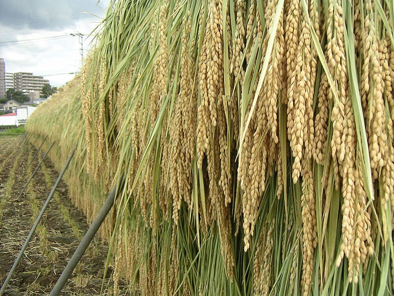 चित्र:Rice-Field.jpg
