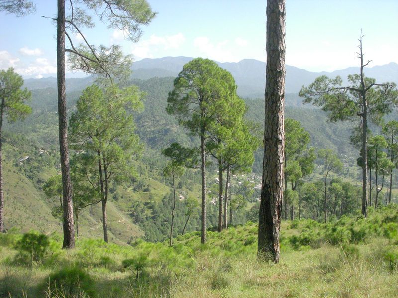 चित्र:Almora-9.jpg