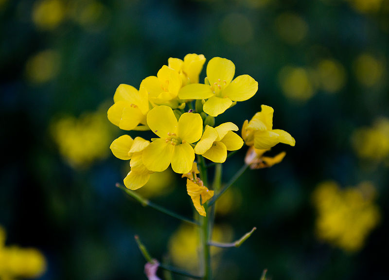 चित्र:Mustard-1.jpg