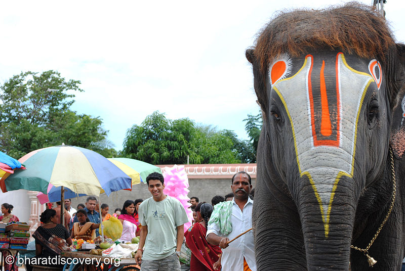 चित्र:Elephant-7.jpg