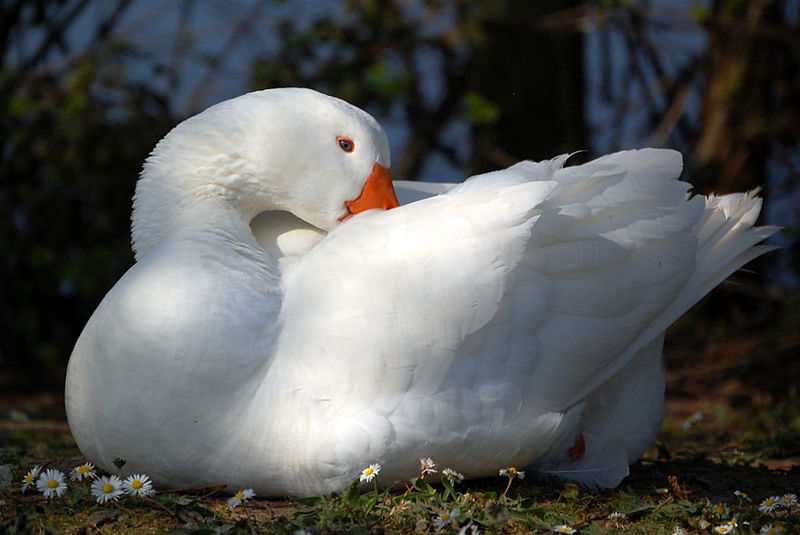 चित्र:Goose.jpg